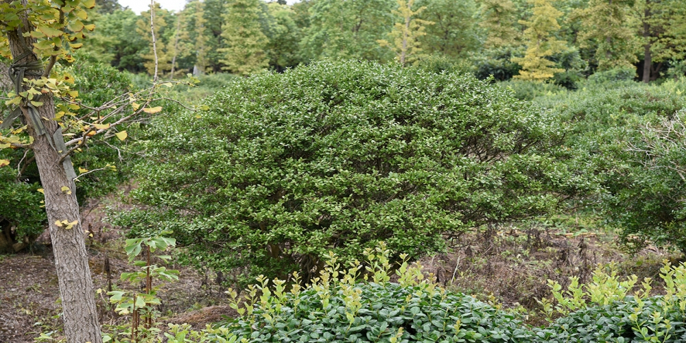 農行四川分行營業(yè)部積極扶持花木產業(yè)