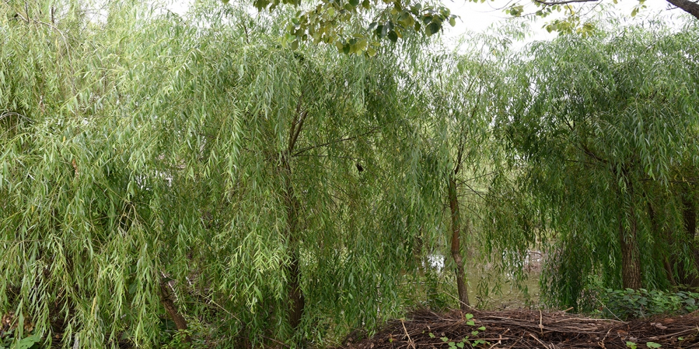 行業(yè)規(guī)范化致綠化品種更迭變慢 苗木企業(yè)未來的路怎么走